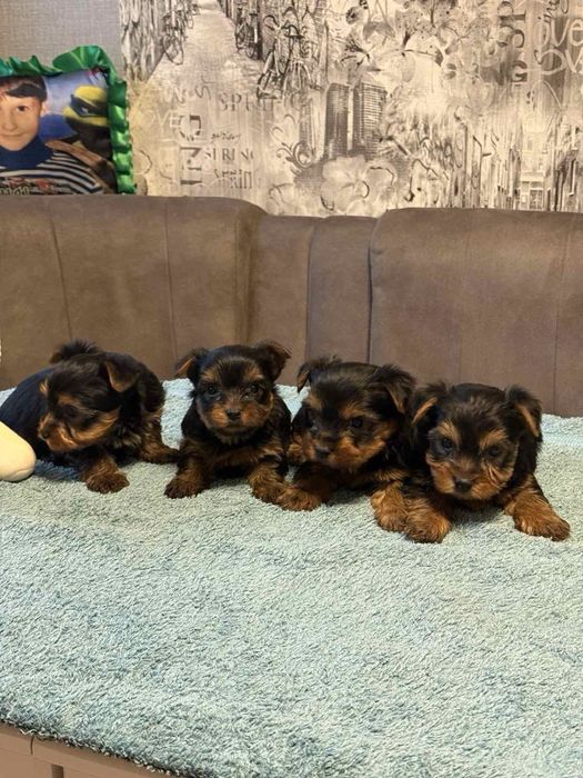 Продам міні Йорків