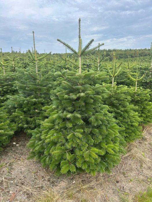 Jodła Kaukaska – choinki świąteczne prosto z plantacji Transport