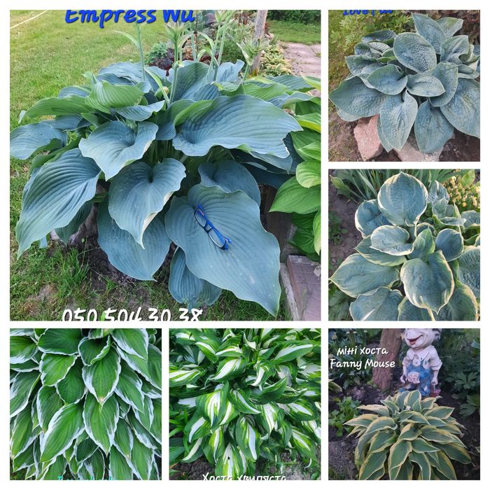 Саджанці  хости, церсиса,гейхери,лаванди