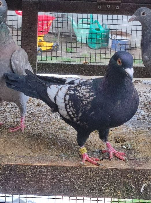 Gołębie pocztowe opal Fril