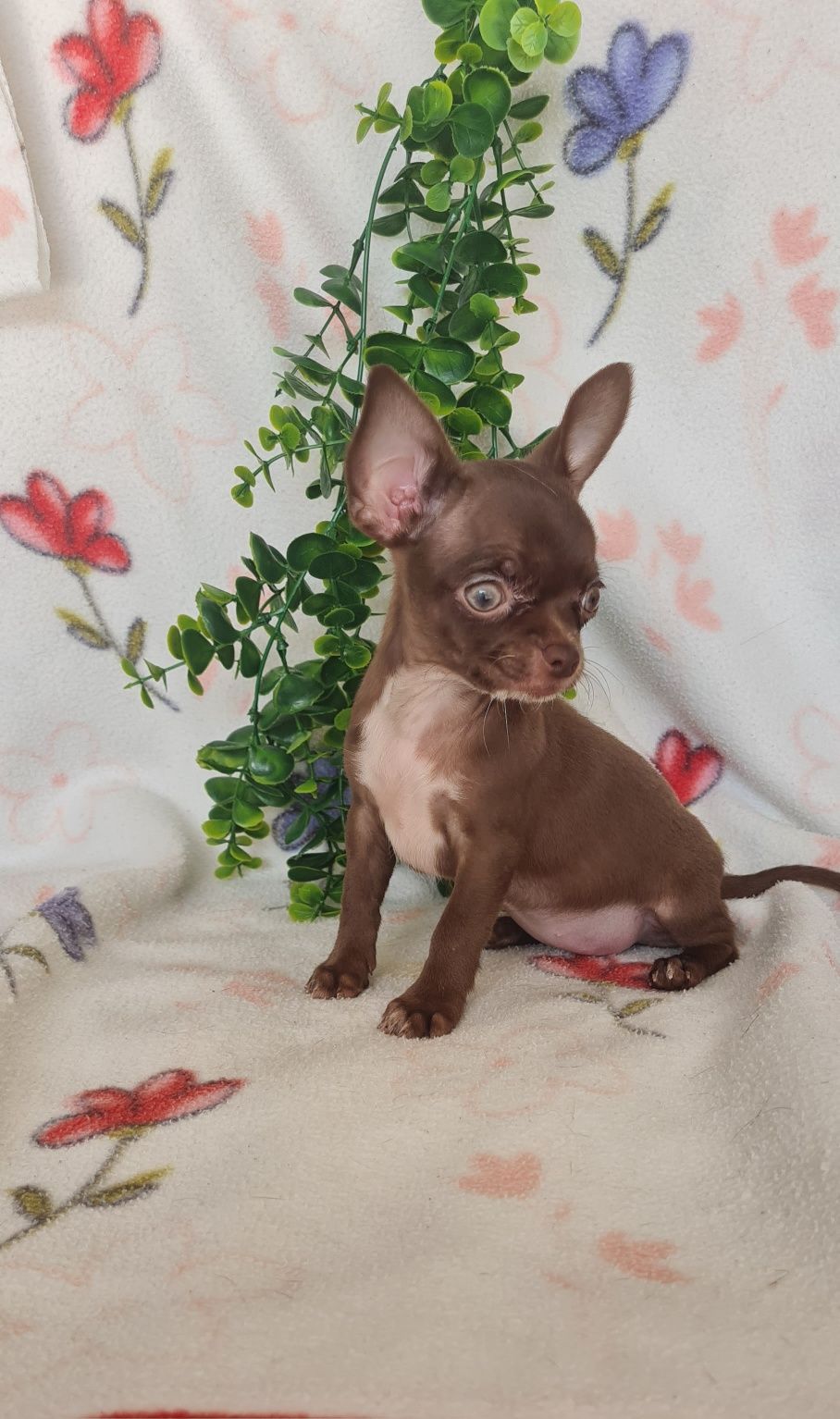 Lindíssima mini mini Chihuahua/Chiuaua LinhagemRussa.