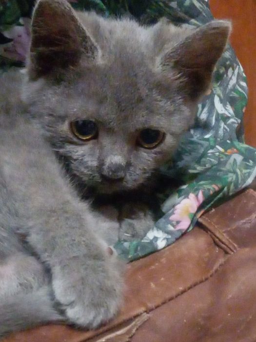 Маленьке чудове кошенятко в найкращу родину