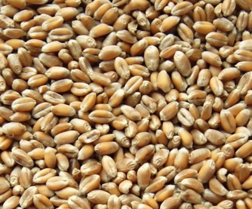 Pszenica, jeczmień, ziemniaki paszowe, teansport