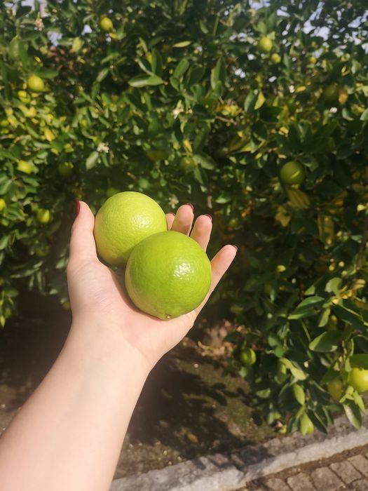 Limas biológicas - fruta