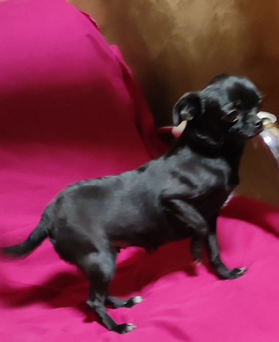 Чихуахуа девочка