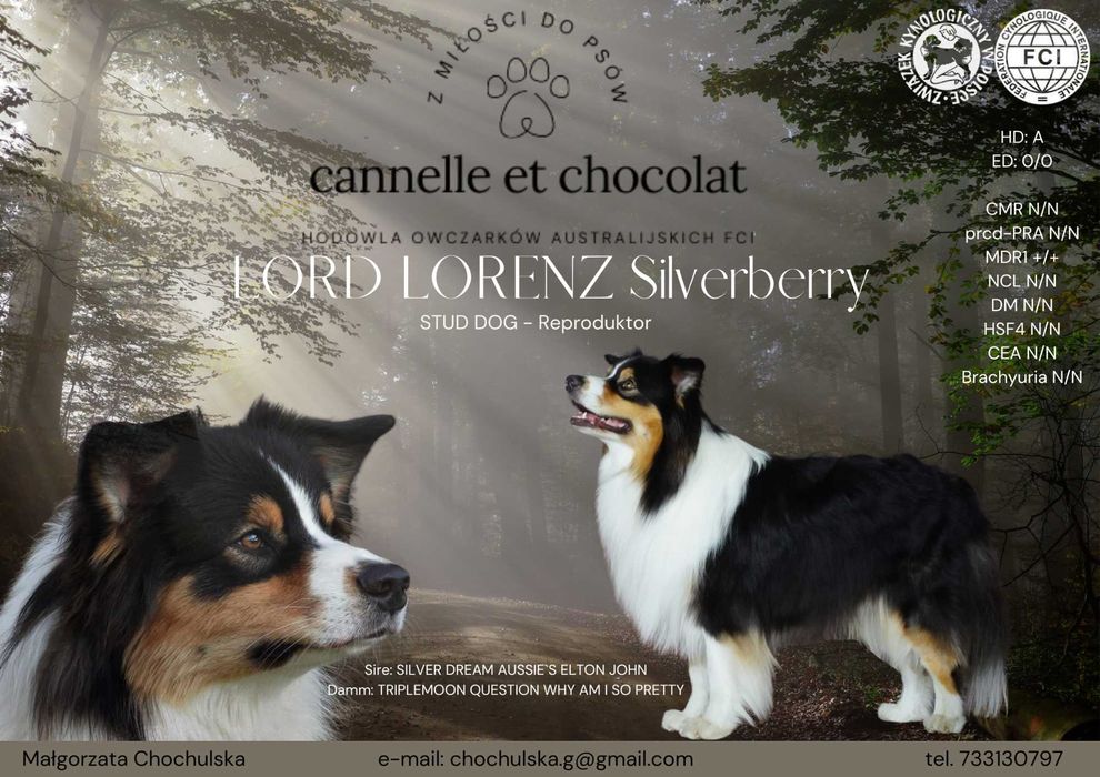 Owczarek Australijski Reproduktor