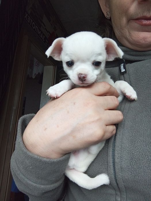 Щенки Чихуахуа - найкращий подарунок.