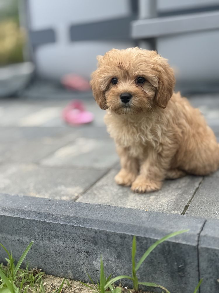 Cavapoo - piesek ;)