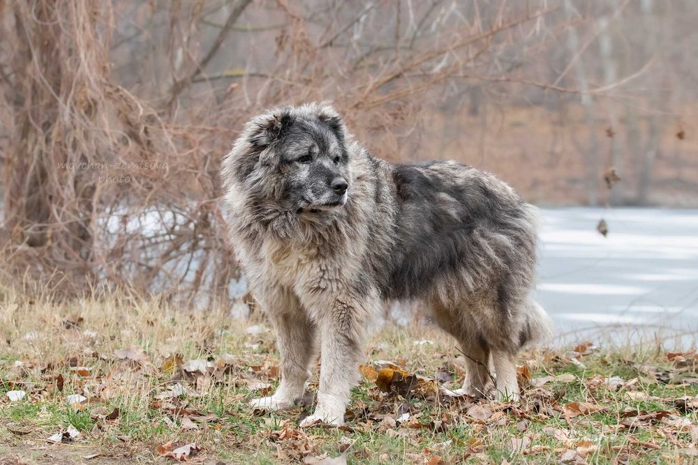 Арніка шукає родину