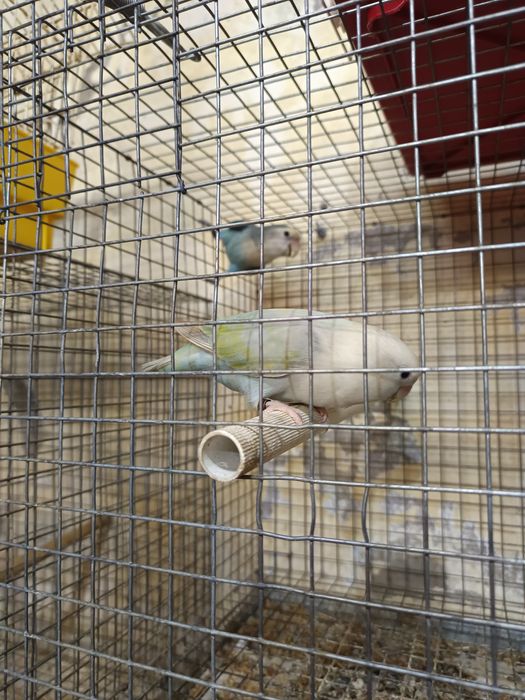 Casal de agapórnis roseicolis