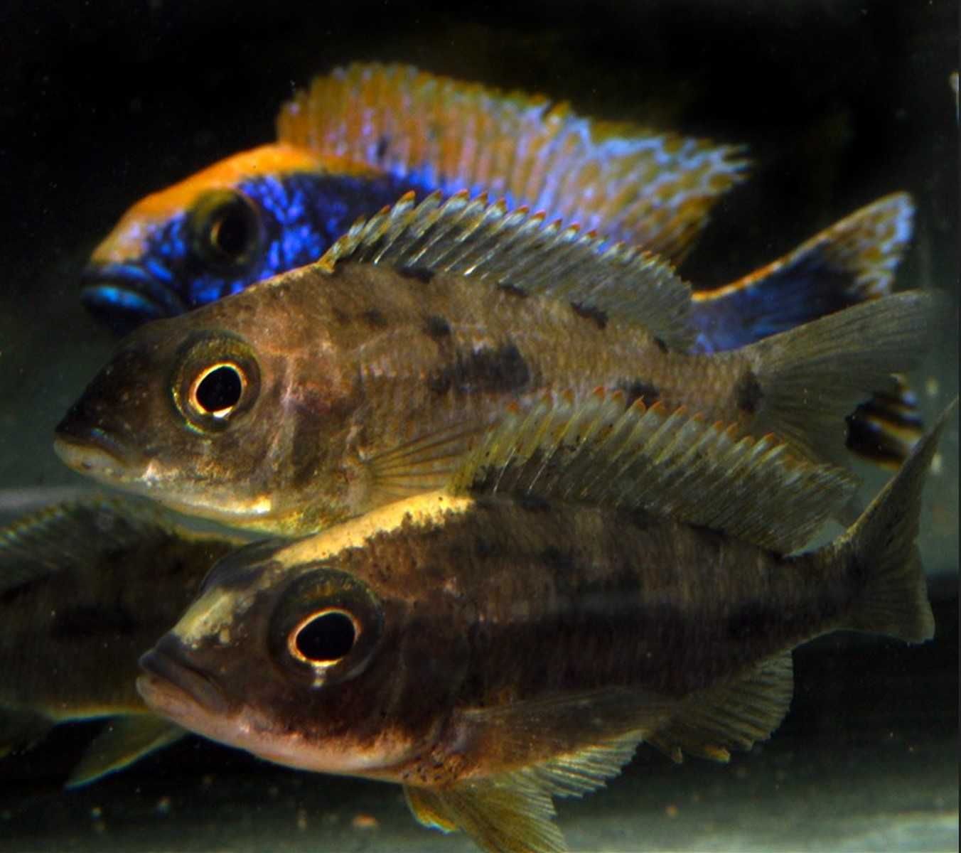 Otopharynx lithobates - Zimbabwe Rock - dowóz, wysyłka