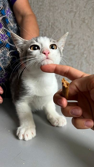 Отдам_ кошки_ котята_ марко