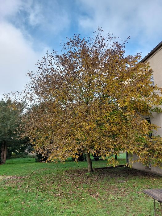 Orzechy włoskie z przydomowego sadu, zbiór 2025.