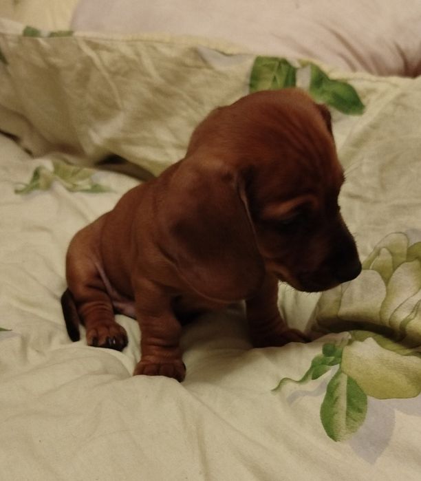 Маленькі такси шукають люблячих господарів