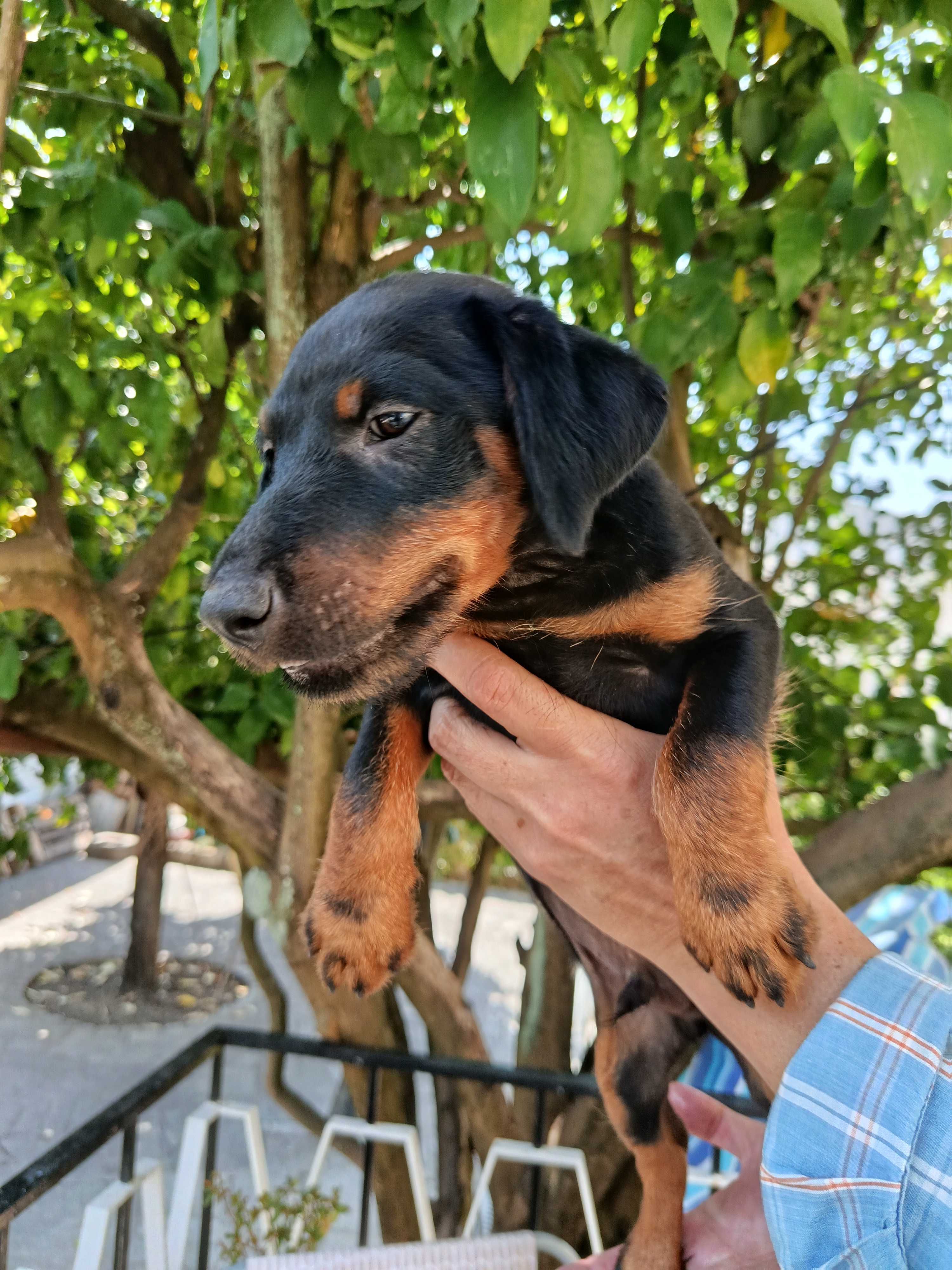 Cachorro Jagd Terrier