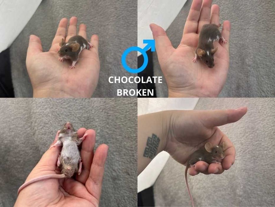 Mysz rasowa, mysz, myszy rasowe, mysz domowa, mysz z rodowodem, myszka