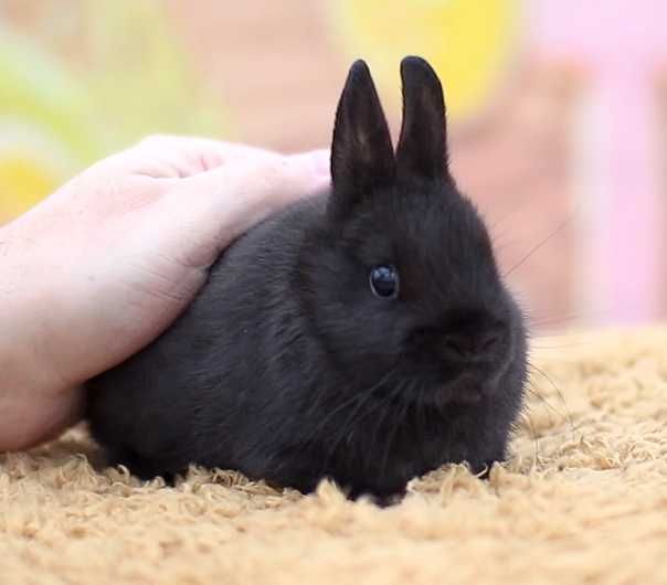 Карлик Нідерландський, декоративний кролик карликовий