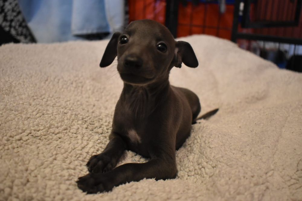 Charcik włoski  - szczenię