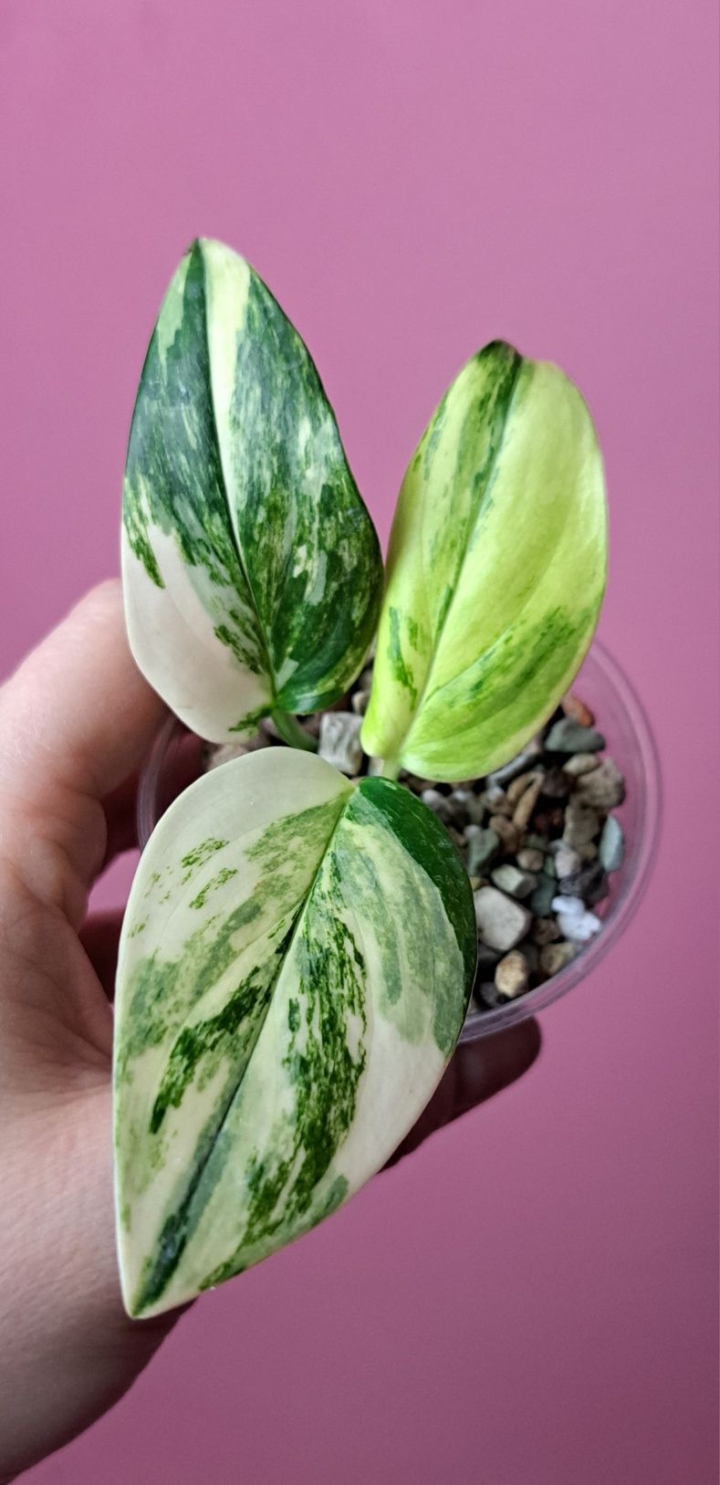 Monstera standleyana yellow aurea Variegata