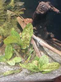 Echinodorus ocelot rośliny akwariowe