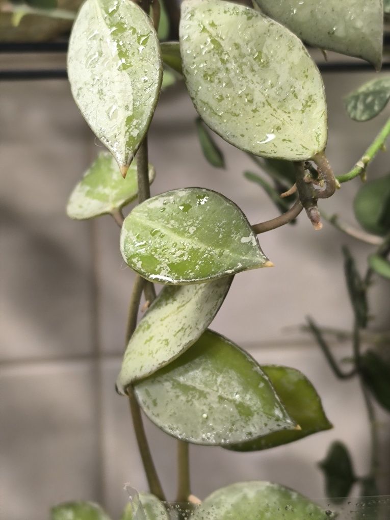Hoya lacunosa sulcata