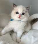 Urocze kociaki Ragdoll FPL/FIFe