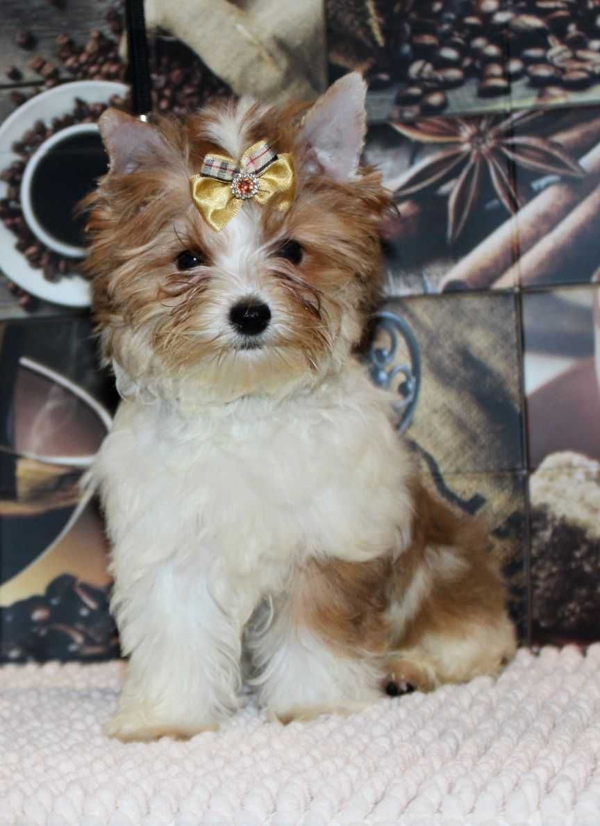 White Ocean Pearl Yorkshire Terrier suczka miniaturka mini xxs