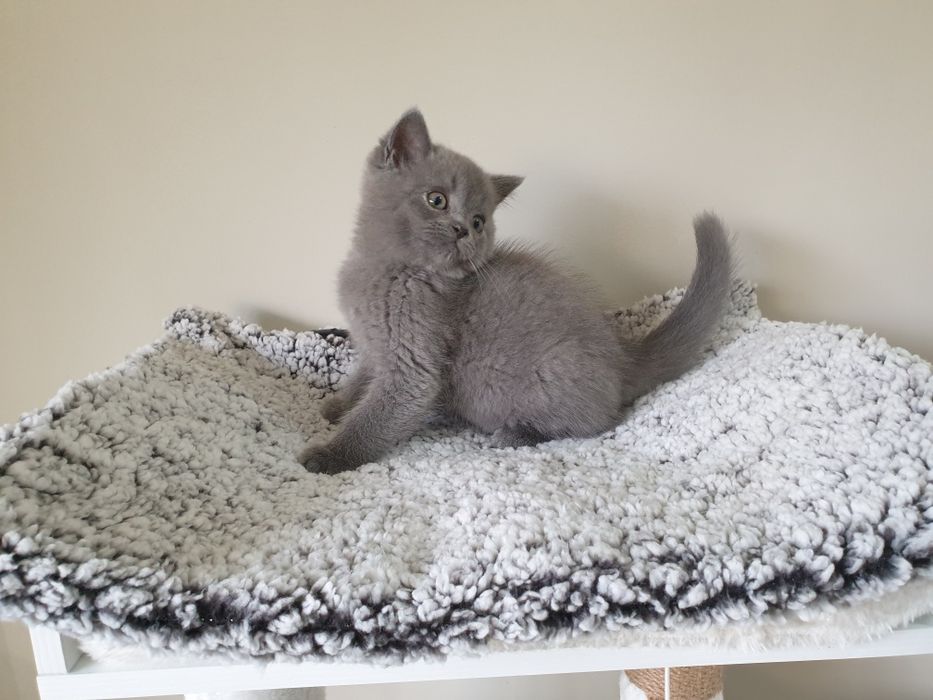 Macho scottish straight