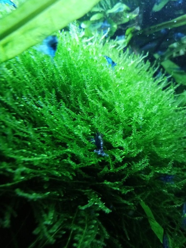 Java Moss, mech jawajski, kubek 100ml