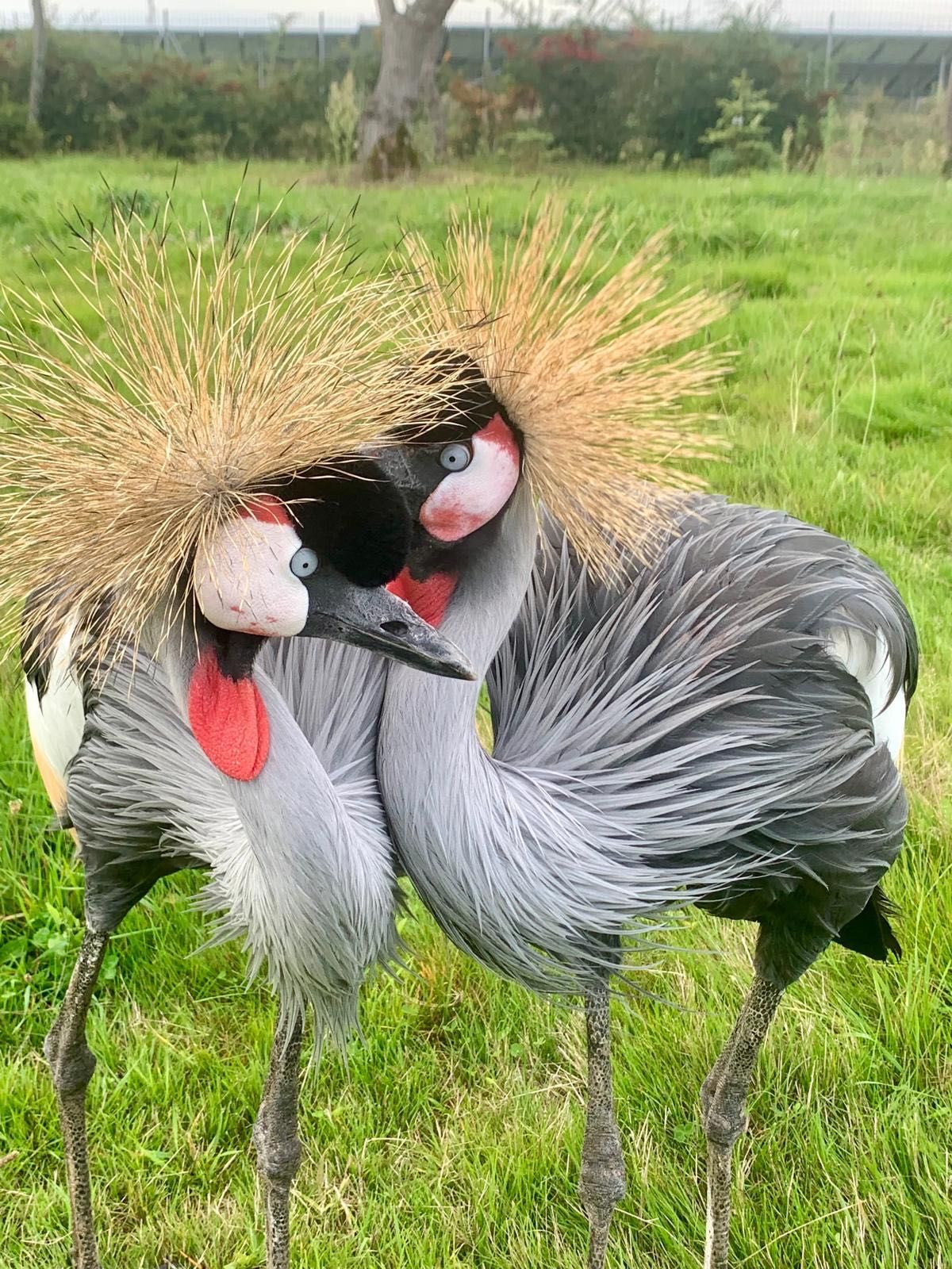 Casais de grous coroado cinzento