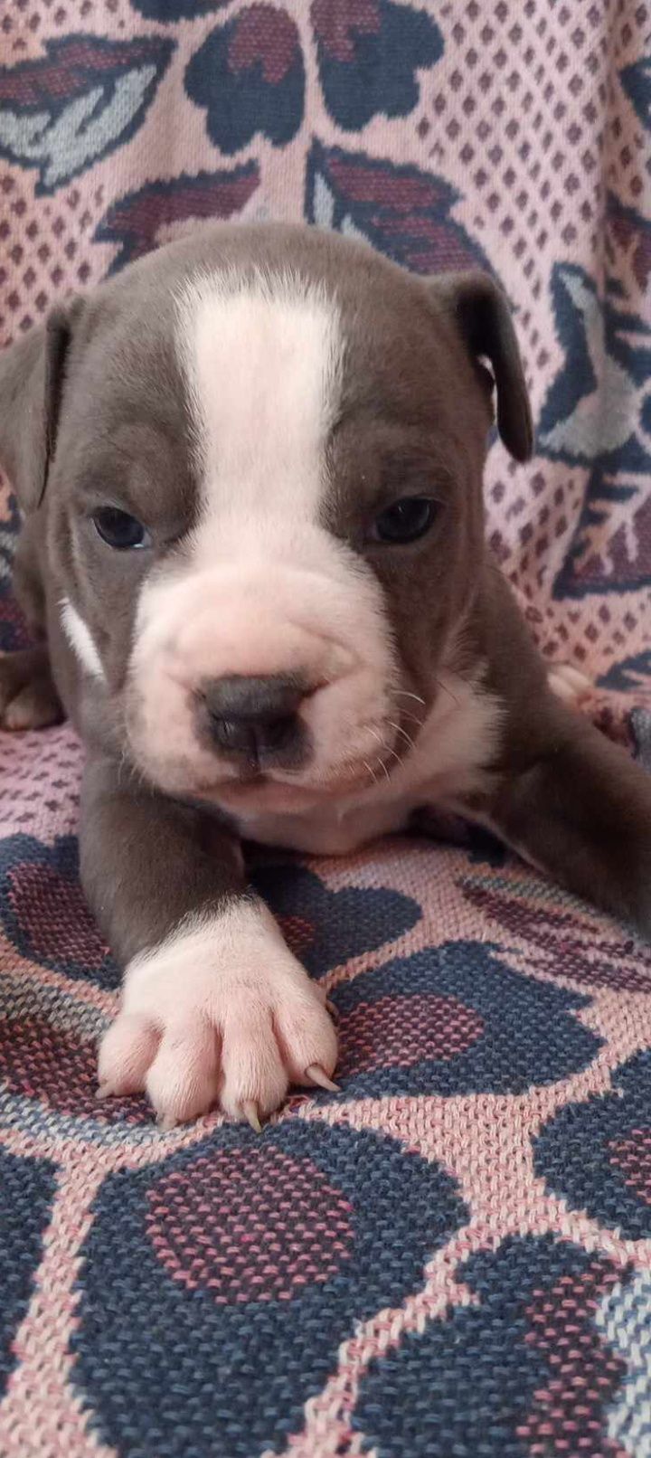 Amstaff blue szczeniak