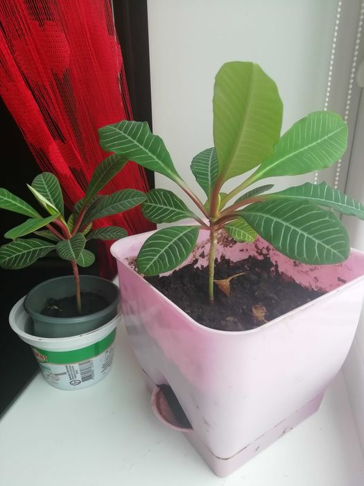 Молочай біложилковий