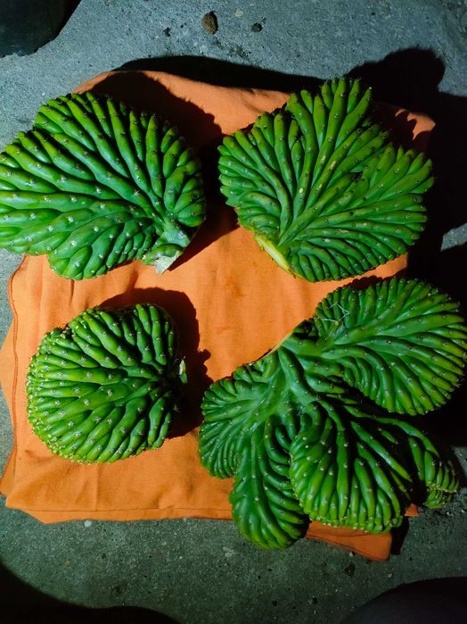 catosanpedro.cristata