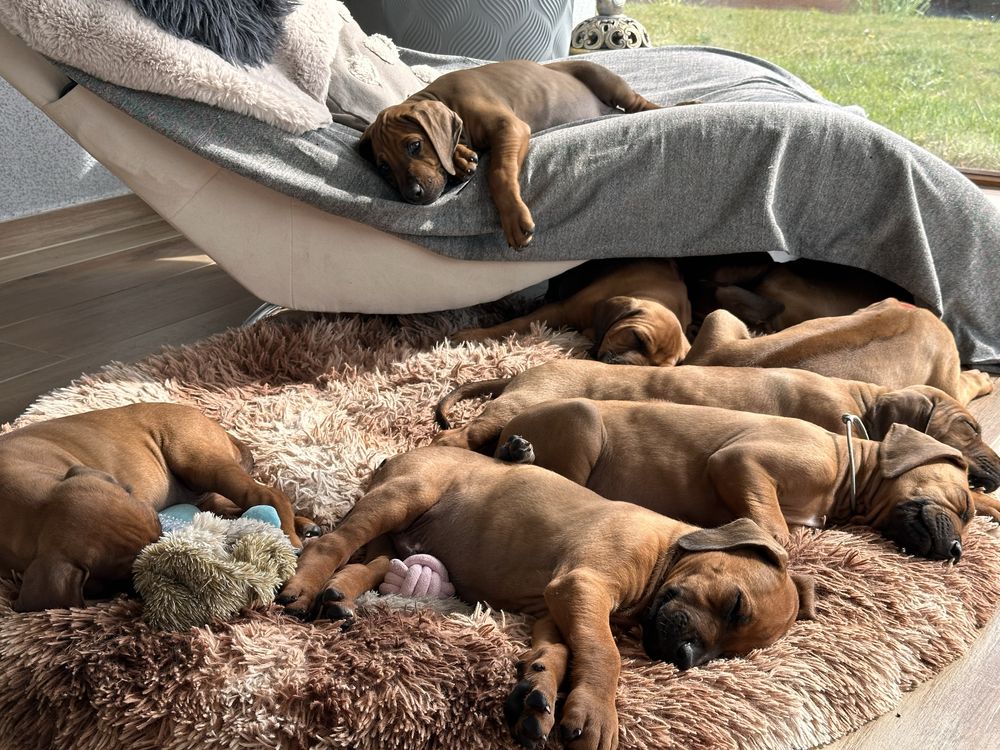 Rhodesian Ridgeback Dziewczynka