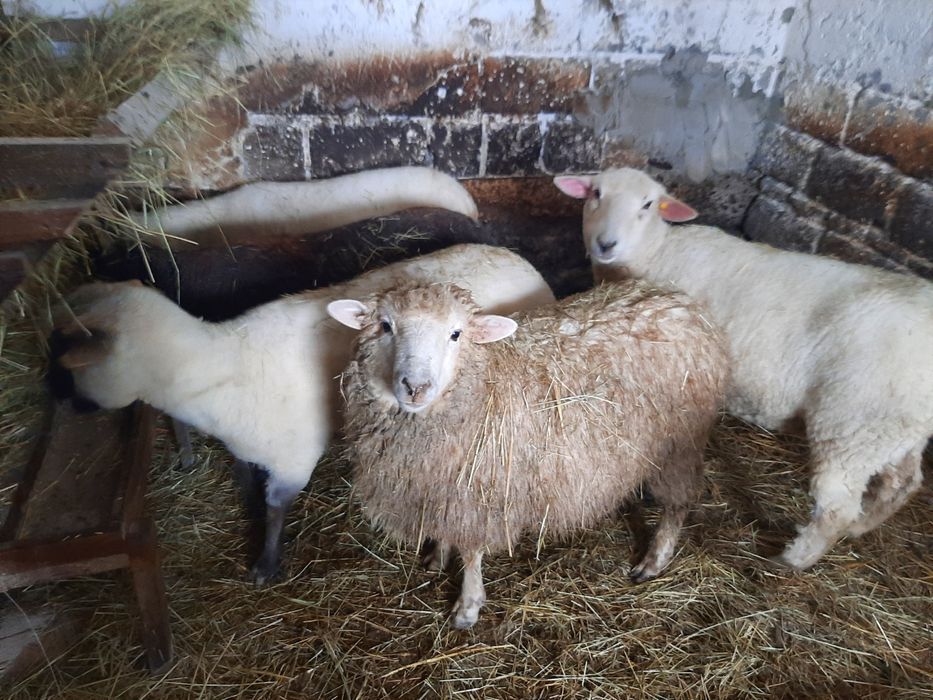 Sprzedam barana merynosa