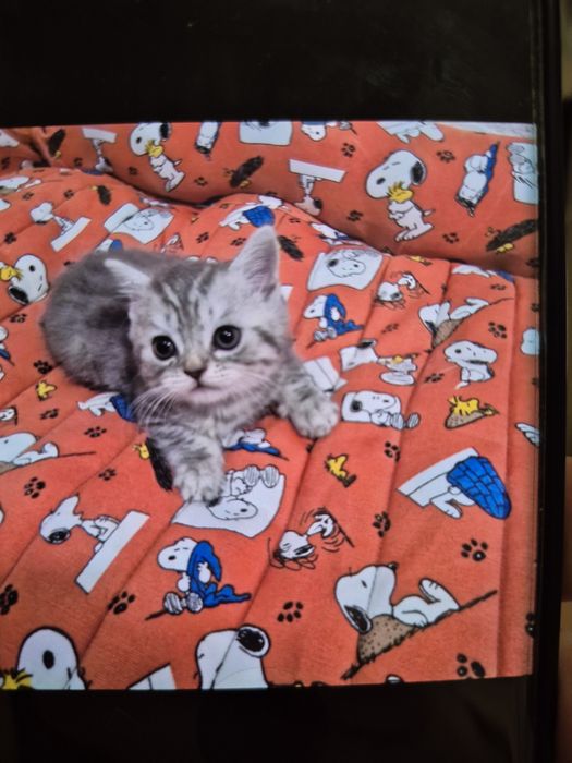 Schothis straith colorpoint Macho