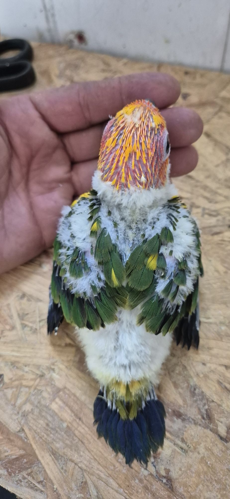 Aratingas pyrrhuras Kakarikis domesticados