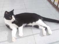 Dou gatinha jovem com 2 anos - esterilizada