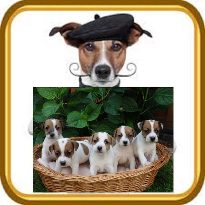 Jack Russell Terrier # S M A R T I E * J A C K S # parents FCI/ ZKwP