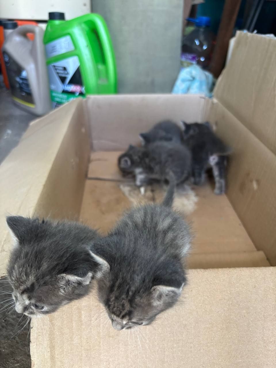 Бесплатно котята