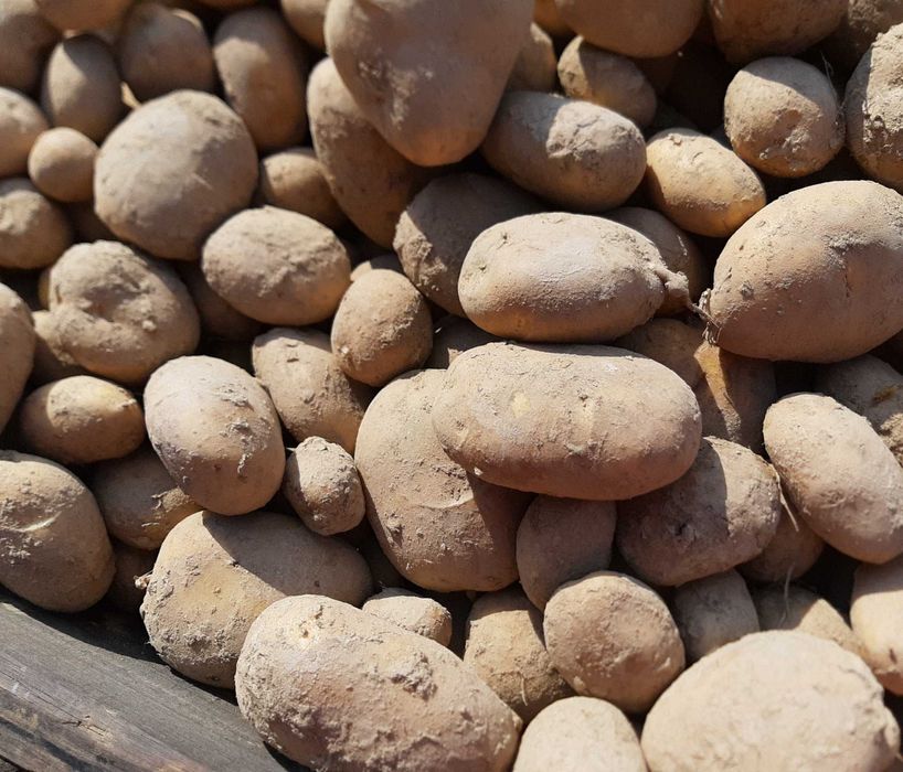 Sprzedam ziemniaki jadalne