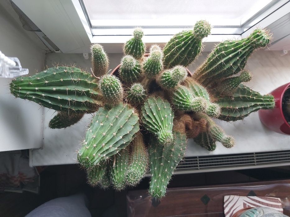 Kaktus kwitnący, duży, gęsty