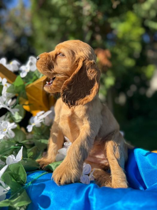 Cocker spaniel angielski Piesek rodowód