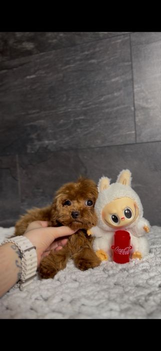 Мальчик Кавапу(мальтипу) Китай.Микро размер(до2,5кг).Редбраун,бебифейс