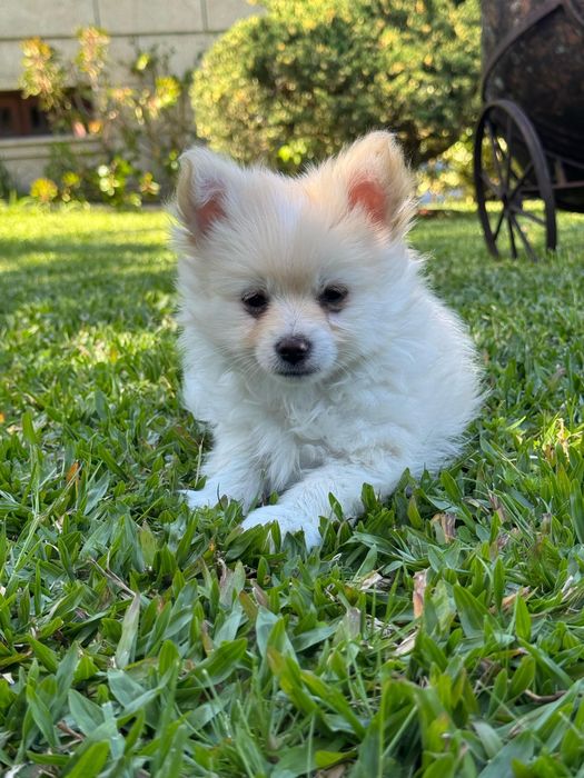 Maravilhoso chihuahua pelo comprido