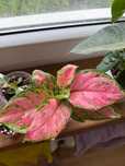 Aglaonema z czerwonymi liśćmi