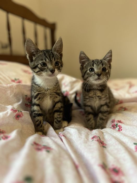 Dwa małe kotki szukają domku