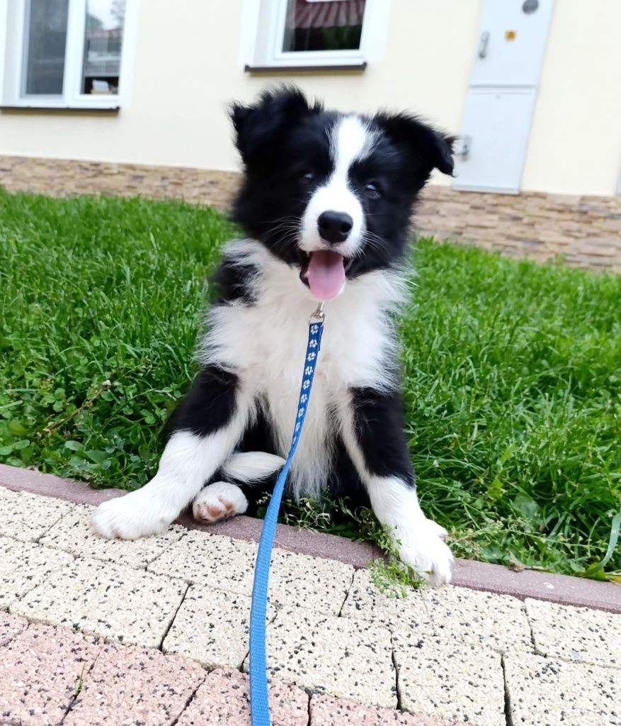 Piesek border collie ZKwP samczyk