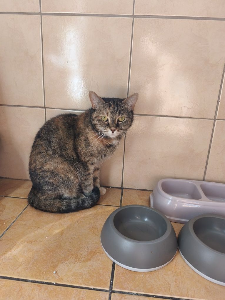 Simba i Luni oddam w dobre ręce