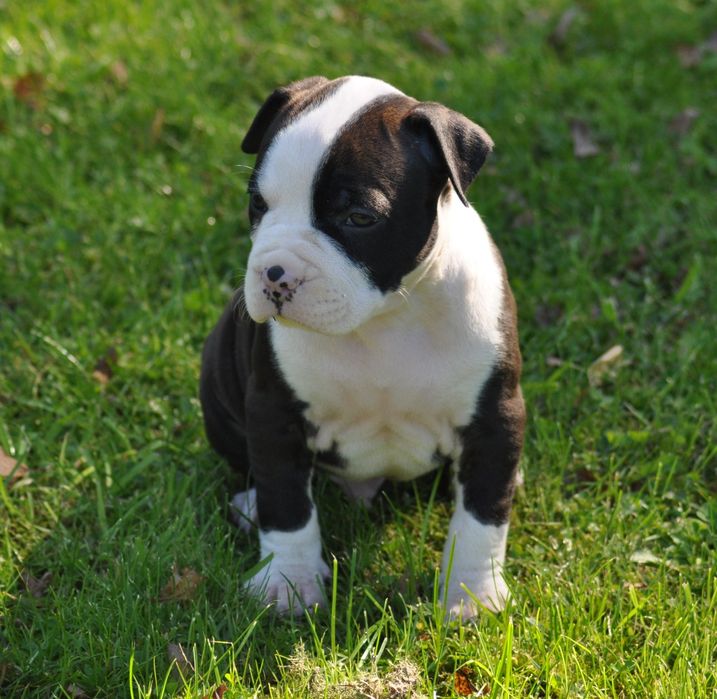 Amstaff American Staffordshire Terrier ZKWP/FCI piesek po championach